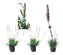 Comprar Lavanda Plantas Aromáticas Original 3 Plantas 