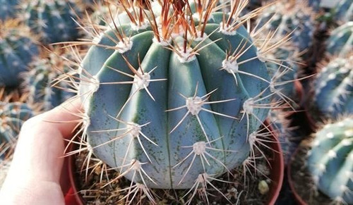 Semillas Cactus - Melocactus Azureus