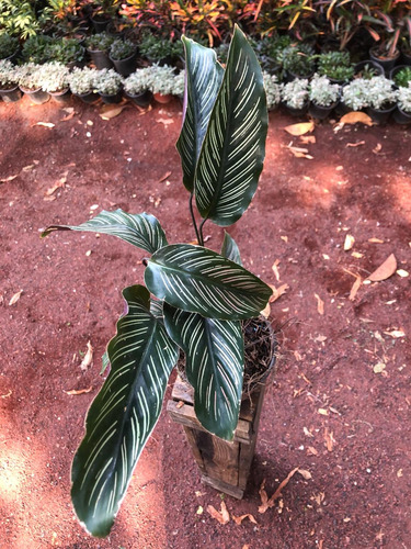 Calathea Raya De Lápiz.