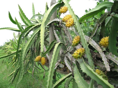 Esquejes Y Plantas De Pitahaya A Nivel Nacional