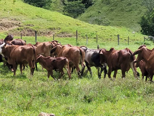 Se Vende Finca Ganadera En Doradal