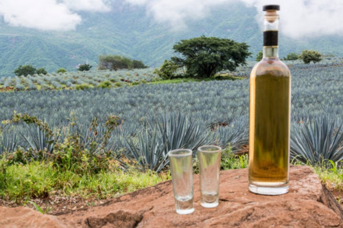 Tequila Destilador Reposado 1.5l