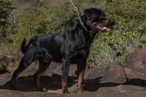 Rottweilers Filhos Do N.1 Brasil 2012 Mamute Rottland