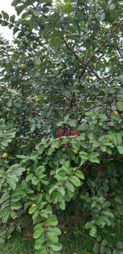 Imagem 24 de 24 de Chácara Com 3 Dormitórios À Venda, 1000 M² Por R$ 530.000,00 - Bosque Dos Eucaliptos - Araçoiaba Da Serra/sp - Ch0011