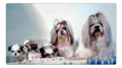 Shih Tzu Hermosas Cachorras Mini 350 Pureza Garantizada 