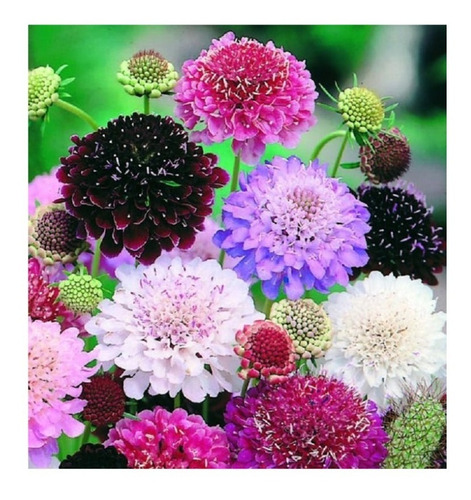 Scabiosa Imperial Gig. Mix De Colores(50) Flores P/mariposas