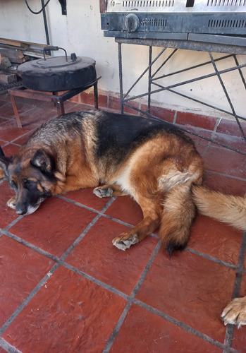 Cachorros Ovejero Alemán Negro Y Marrón (Usado)