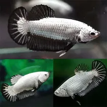 Comprar Peixe Betta Plakat Black Dragon Fêmea (linhagem Pura)