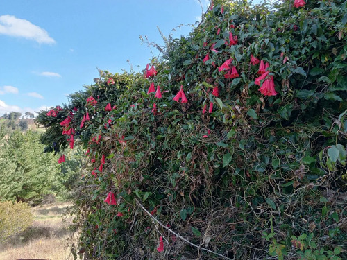 Maravillosa Parcela , Sector Cullinco Alto Carahue
