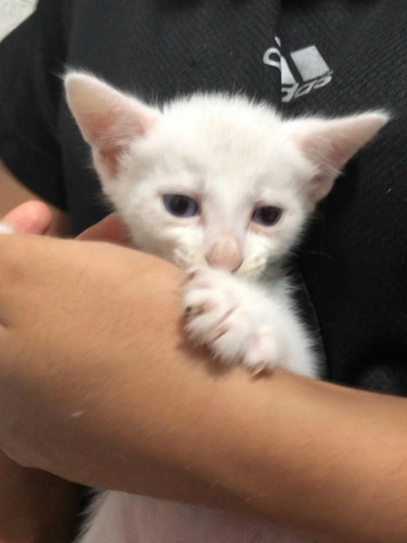 Gatinhos Para Adoção