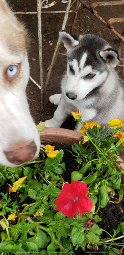 Husky Siberianos Bebes