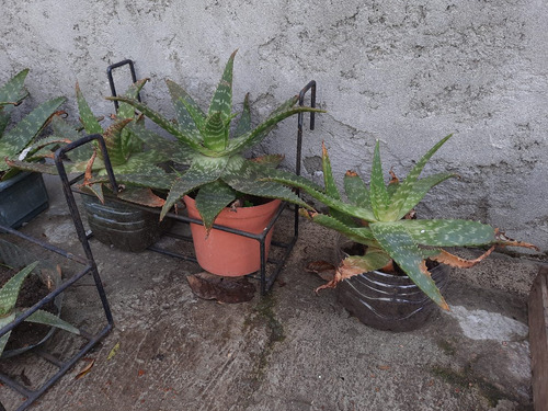 Imagen 8 de 10 de Planta Aloe Vera Medicinal: Envio Gratis Solo Montevideo