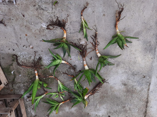 Imagen 9 de 10 de Planta Aloe Vera Medicinal: Envio Gratis Solo Montevideo