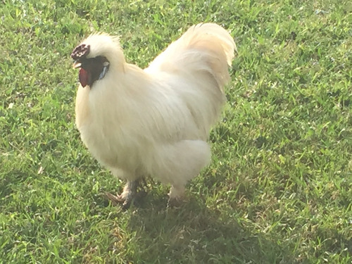 Gallina Sedosa Japones