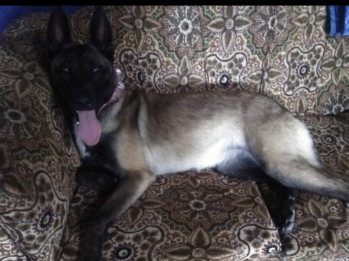 Cachorros, Pastor Belga Malinois Disponibles.