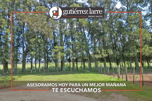 Campo 235 Ha, Rincón Del Pino, Precio Conveniente!
