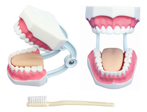 Modelo De Cuidado Dental Pequeño - 32 Dientes Con Cepillo