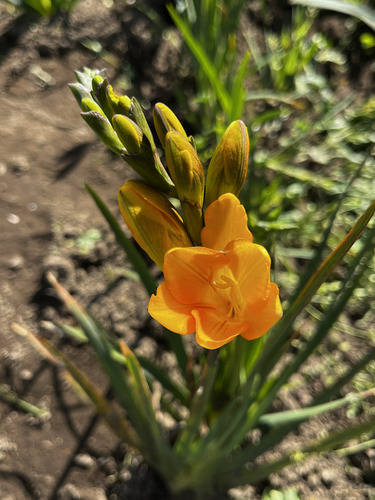 15 Bulbos Fresia Amarilla Para Jardín