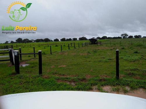 Imagem 4 de 15 de Fazenda À Venda Em Formoso Do Araguaia-to - 1.771 Hectares (dupla Aptidão) - 1618