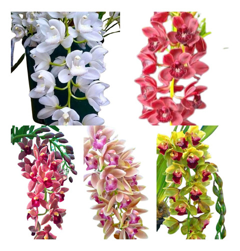 5 Mudas Orquideas Cymbidium Pendentes Rara