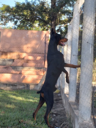 Imagem 3 de 3 de Filhotes De Doberman