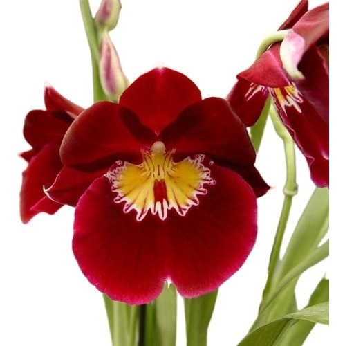 Muda De Orquídea Amor Perfeito Miltonia Bert Field Eileen | Parcelamento  sem juros