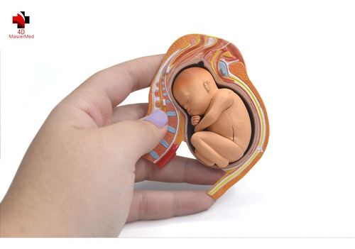 Modelo Do Corpo Humano - Pelvis Com Gravidez - 4d Master
