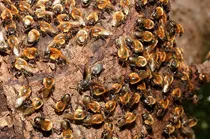 Comprar Enxame De Abelhas Jandaira Apronta Entrega