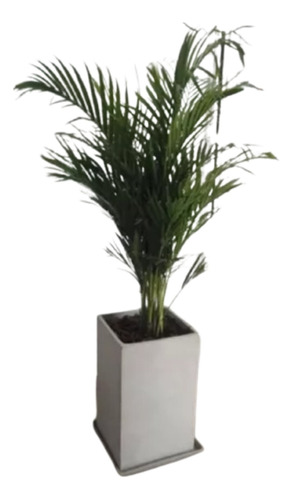 Areca Planta De Interior + Maceta Prisma