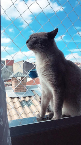 Rede De Proteção Para Evitar Fuga De Gatos Pelo Muro E Cerca