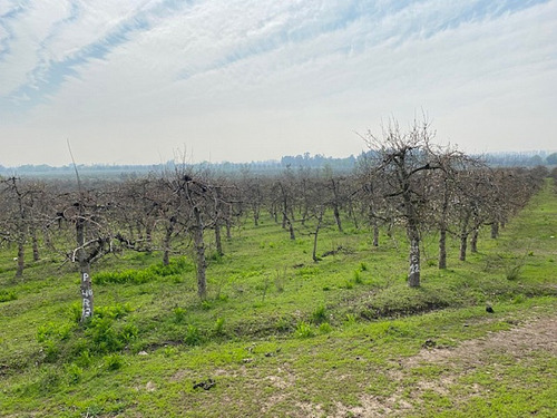 24 Hectareas Con 9.000 Alrboles De Manzanas En Produccion