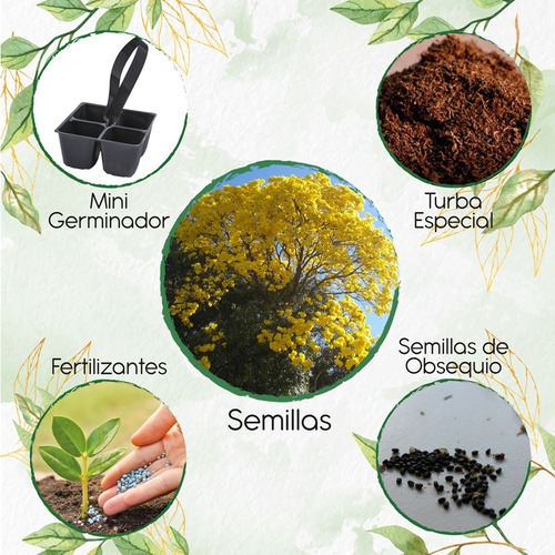 75 Semillas Árbol Chicalá - Fresno + Mini Kit De Germinación