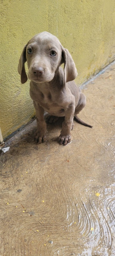 Cachorritos Braco Weimaraner Últimos 