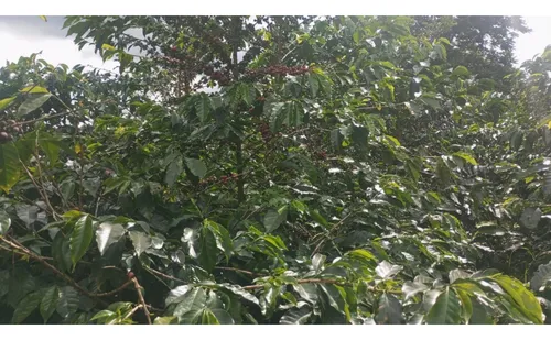 Se Vende Finca En Chaguala - Salento