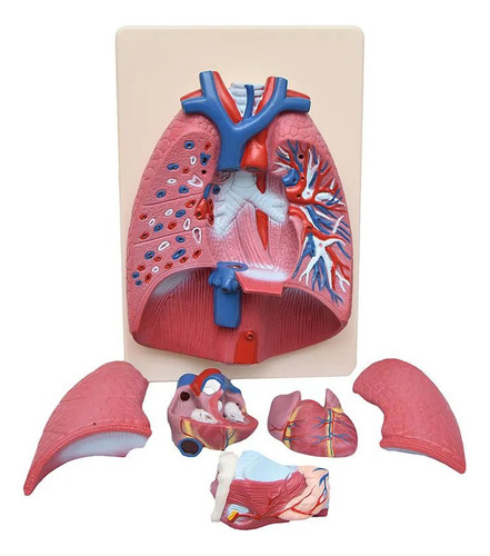 Modelo De Laringe, Coração E Pulmão - Anatomico