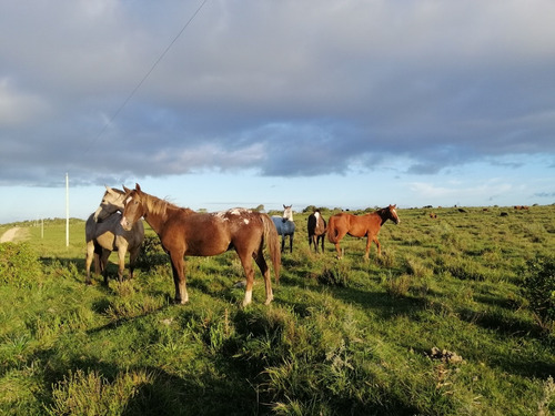Hermosas Chacras De 5 Ha , Maldonado, Cerro Catedral!!