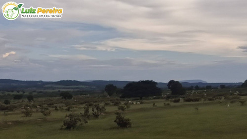 Imagem 6 de 15 de Fazenda Á Venda Em Corguinho/taboco - Ms -551 Hectares (dupla Aptidão) - 2237