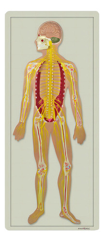 Sistema Didático Dos Nervoso Montado Em Prancha, Anatomia