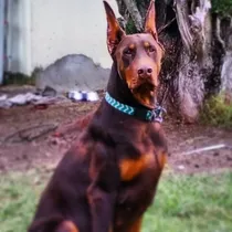 Comprar Doberman Macho Chocolate