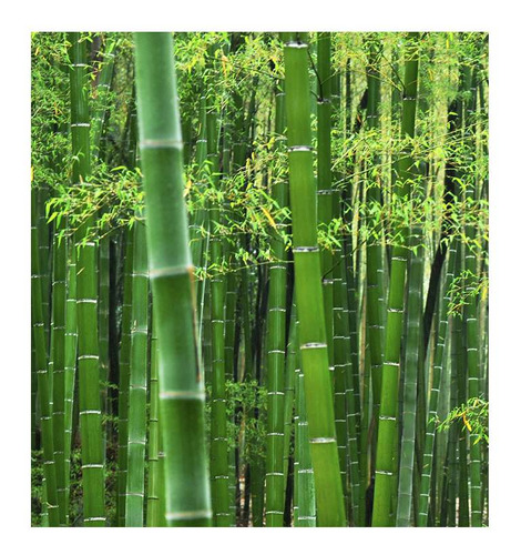 Vinilo 30x30cm Bosque Bambu Japón Arboles Hojas