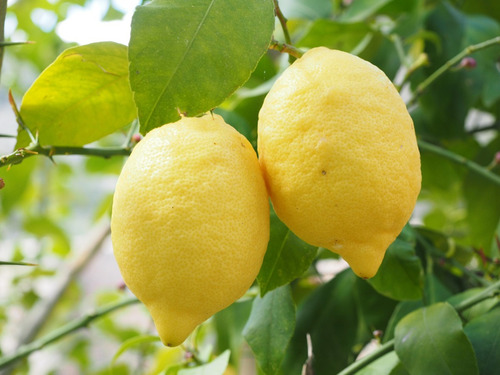 Limon Genova 1 Metro Abonado Gratis Rm No Envio A Regiones