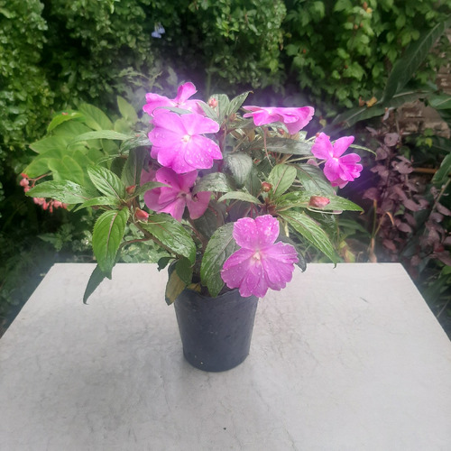 Imagen 2 de 6 de Planta Alegria Guineana Color Lila Moron Raices Arcoiris