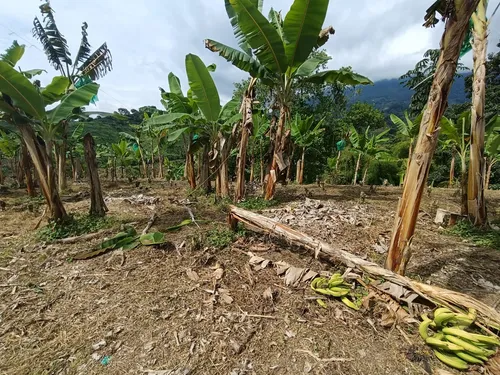 Se Vende Finca Quebradanegra Calarcá Quindío