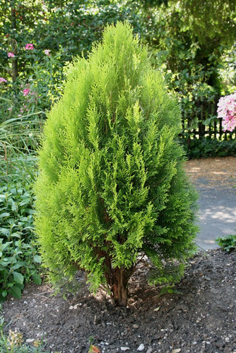 Semillas De Coniferas Variadas X 50 Unidades.