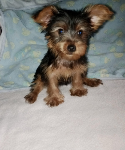 Cachorro Yorkshire Terrier Mini 2 Meses De Vida Macho