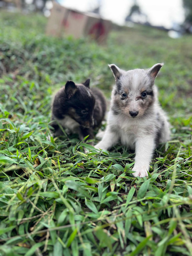 Pastor Shetlan Blue Merle Cachorros