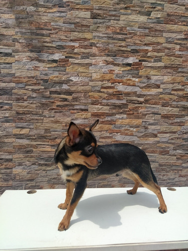 Ejemplar Chihuahua Con Pedigree En Venta 