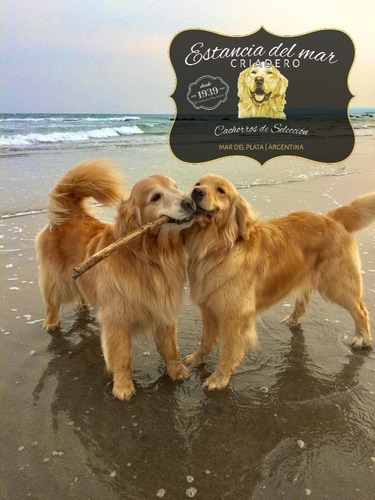 Venga A Ver Los Golden Retriever Mas Buscados De Argentina