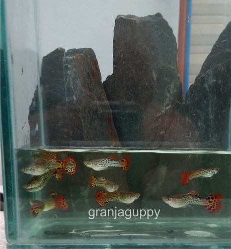 Imagen 4 de 6 de Peces Pez Guppys - Cobra Rojo - Red Cobra