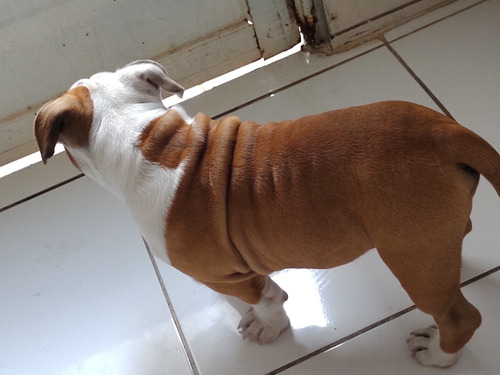 Imagem 5 de 5 de American Bully